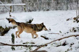 Springe1203BineG_Akela-42