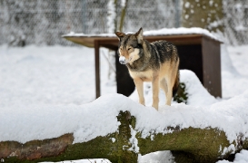 Springe1203BineG_Akela-43
