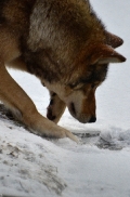 Springe1203BineG_Nantan-14