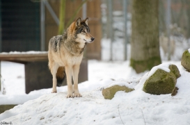 Springe1402BineG_Tala-07