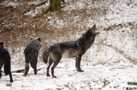 WolfScienceCenter1201Ria_all-01