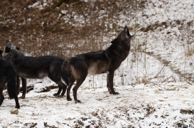 WolfScienceCenter1201Ria_all-03