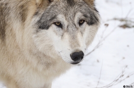 WolfScienceCenter1201Ria_Amarok-03