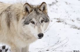 WolfScienceCenter1201Ria_Amarok-04