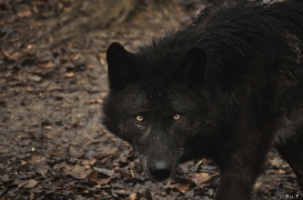WolfScienceCenter1201Ria_Aragorn-3
