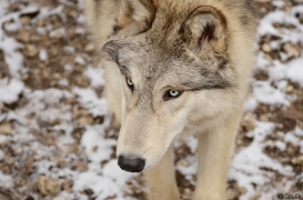WolfScienceCenter1201Ria_Chitto-01