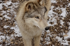 WolfScienceCenter1201Ria_Chitto-02
