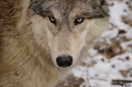 WolfScienceCenter1201Ria_Chitto-04