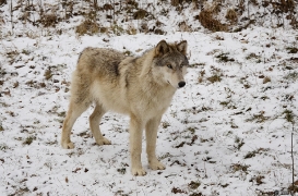 Wolf Science Center