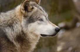 WolfScienceCenter1201Ria_Geronimo-01