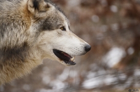 WolfScienceCenter1201Ria_Geronimo-02