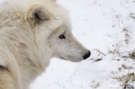 WolfScienceCenter1201Ria_Kenai-03