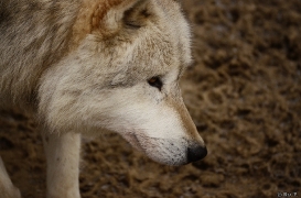 WolfScienceCenter1201Ria_Nanuk-02