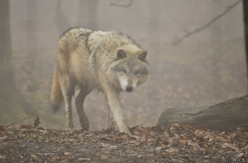 WolfScienceCenter1201Ria_Nanuk-3