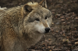 WolfScienceCenter1201Ria_Nanuk-7