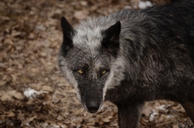 WolfScienceCenter1201Ria_Shima-01