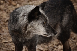 WolfScienceCenter1201Ria_Shima-03