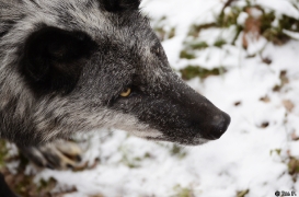 WolfScienceCenter1201Ria_Shima-04