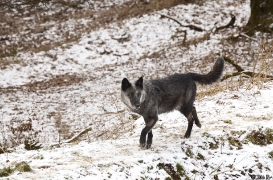 WolfScienceCenter1201Ria_Shima-05