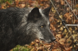 Wolf Science Center