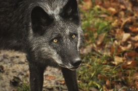 WolfScienceCenter1201Ria_Shima-3