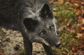 WolfScienceCenter1201Ria_Shima-4
