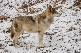WolfScienceCenter1201Ria_Tala-01