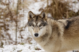 WolfScienceCenter1201Ria_Tala-02