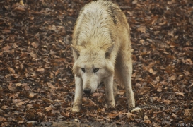 WolfScienceCenter1201Ria_Tatonga-1