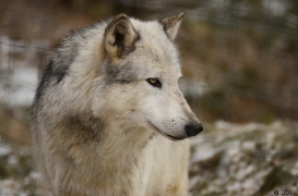 WolfScienceCenter1201Ria_Yukon-01