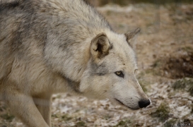 WolfScienceCenter1201Ria_Yukon-02