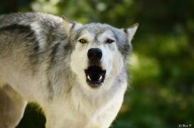 Wolf Science Center