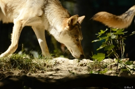 WolfScienceCenter1308Ria_Tala-01