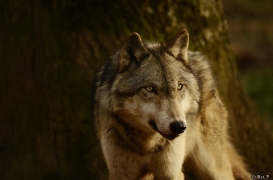 Wolf Science Center