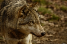 WolfScienceCenter1401Ria_Kay-12