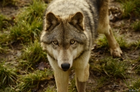 WolfScienceCenter1401Ria_Kay-15