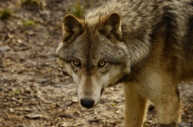 WolfScienceCenter1401Ria_Kay-17