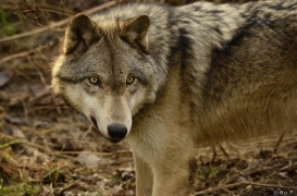WolfScienceCenter1401Ria_Kay-18