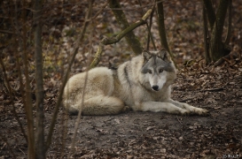 WolfScienceCenter1401Ria_Una-01