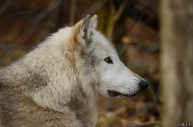 WolfScienceCenter1401Ria_Yukon-01