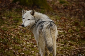 WolfScienceCenter1401Ria_Yukon-02