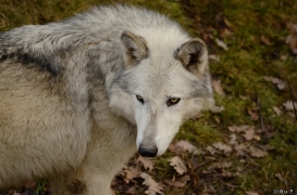 WolfScienceCenter1401Ria_Yukon-03