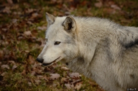 WolfScienceCenter1401Ria_Yukon-04