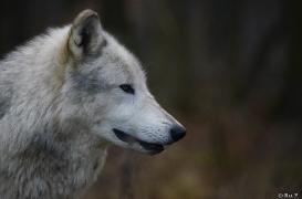 WolfScienceCenter1401Ria_Yukon-07