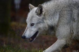 WolfScienceCenter1401Ria_Yukon-10