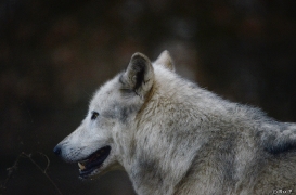 WolfScienceCenter1401Ria_Yukon-11