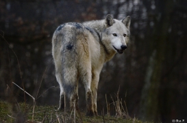 WolfScienceCenter1401Ria_Yukon-14