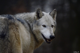 WolfScienceCenter1401Ria_Yukon-15