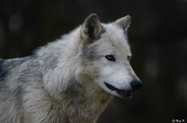 WolfScienceCenter1401Ria_Yukon-16