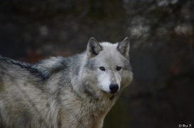 WolfScienceCenter1401Ria_Yukon-18